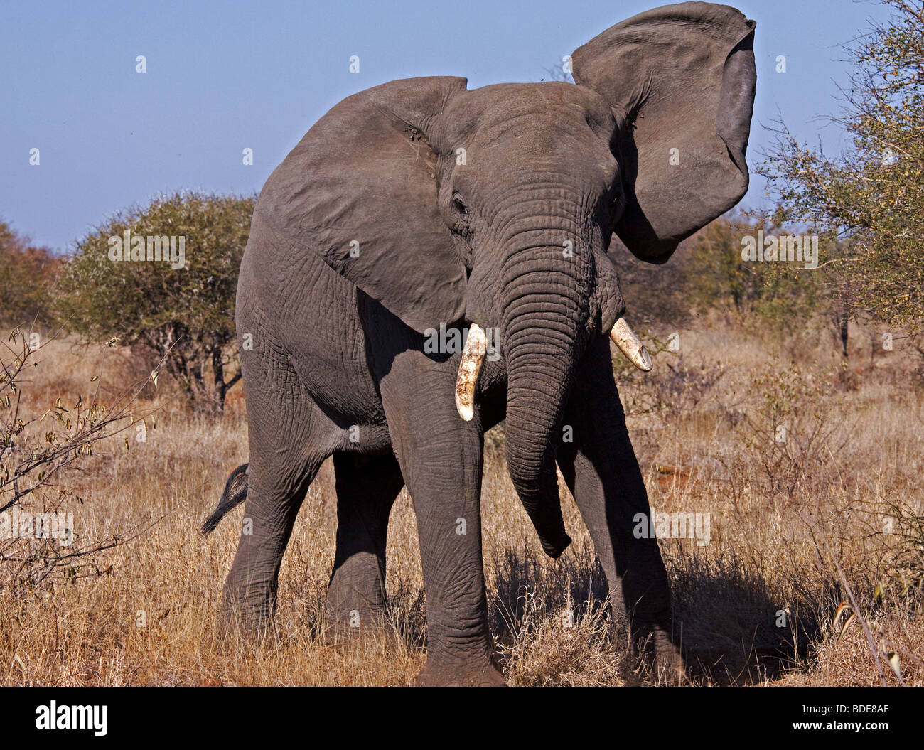 Afrikanischer Bush Elefant immer neugierig, Kruger Park, Südafrika. Stockfoto