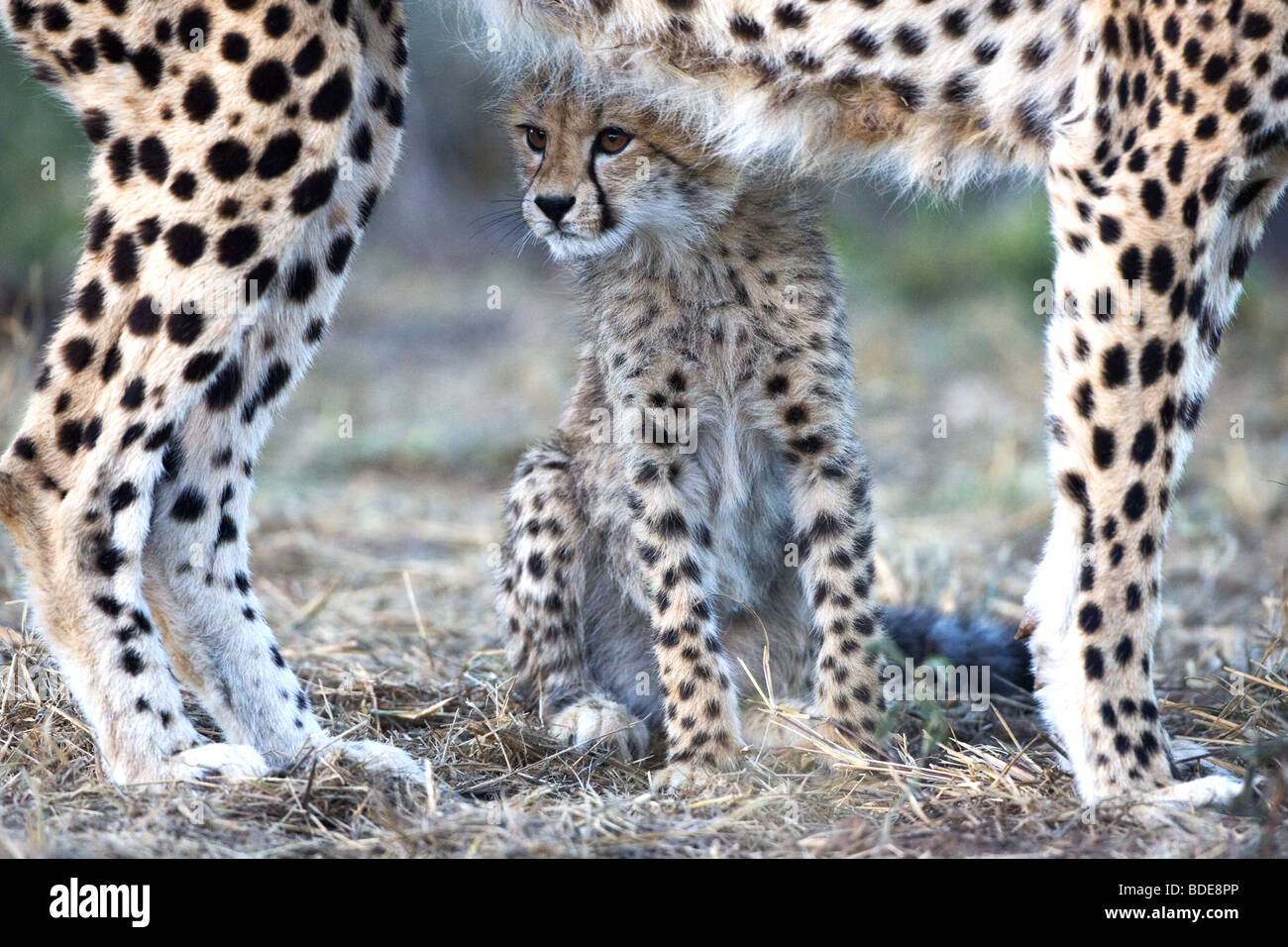 Gepard Jungtier mit Mutter, Kruger Park, Südafrika. Stockfoto