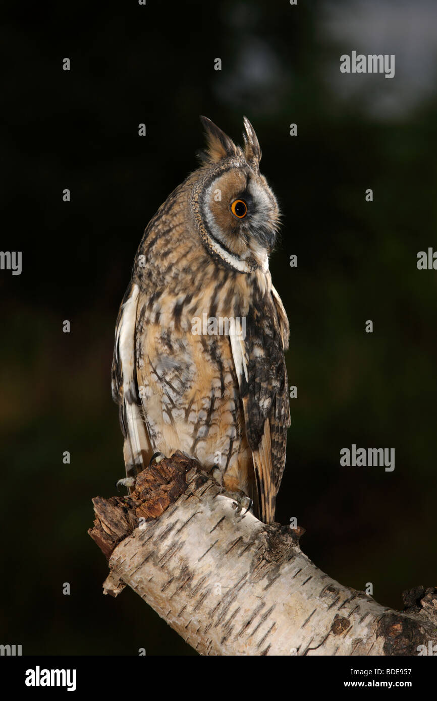 Waldohreule - Asio Otus (Stix Otus) Stockfoto