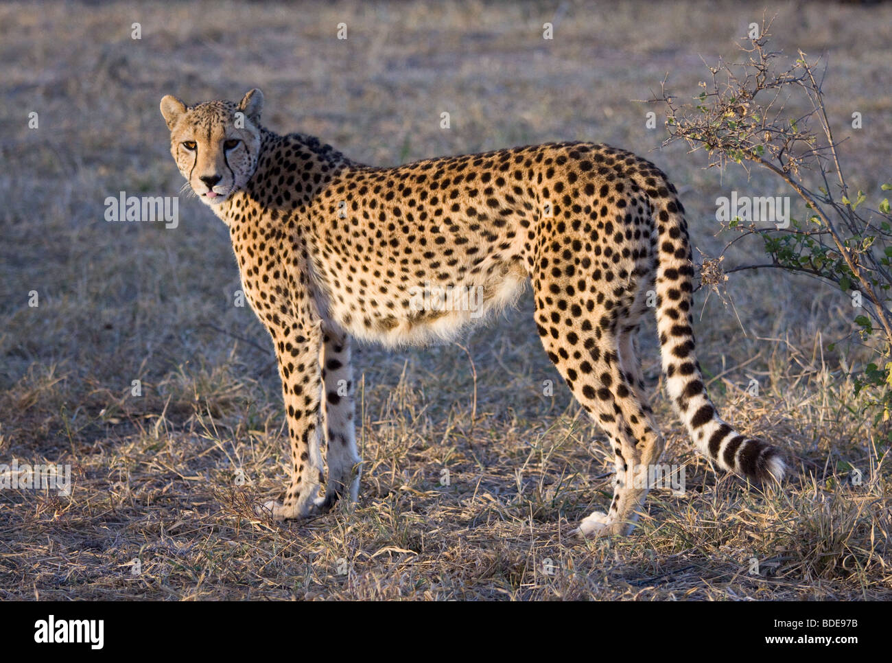 Weibliche Gepard, Kruger Park, Südafrika. Stockfoto