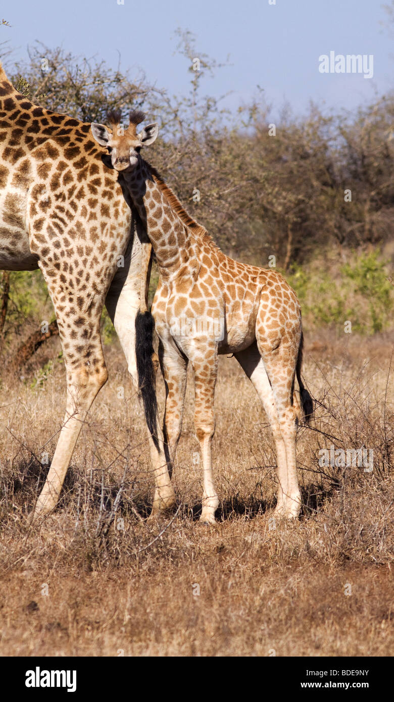 Junge Giraffe neben Mutter, Kruger Park, Südafrika. Stockfoto