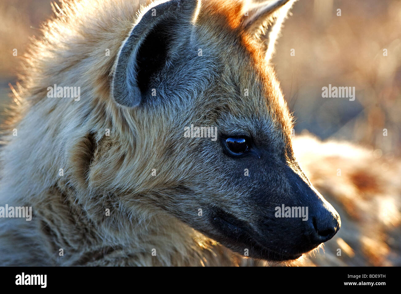 Gefleckte Hyänen in Nahaufnahme, Kruger Park, Südafrika. Stockfoto