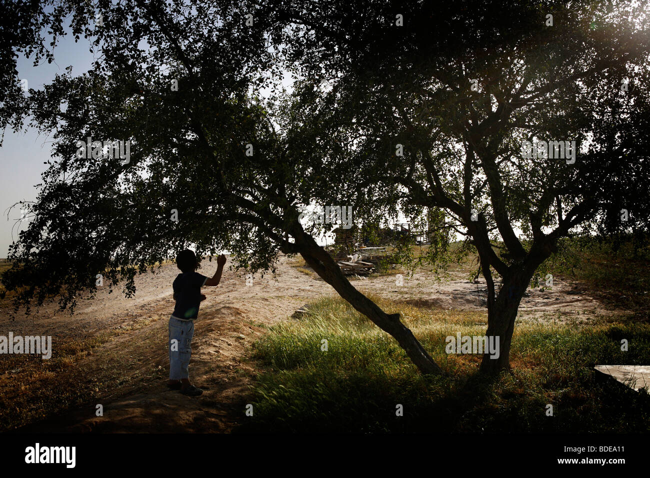 Ein Kind nimmt kleine Äpfel von einem Baum im Dorf El Araqeeb, Israel Stockfoto