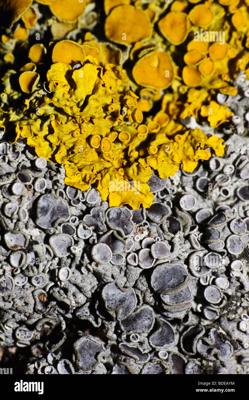 Gelbe und graue Flechten wachsen zusammen. Eine natürliche Originalhintergrund Stockfoto