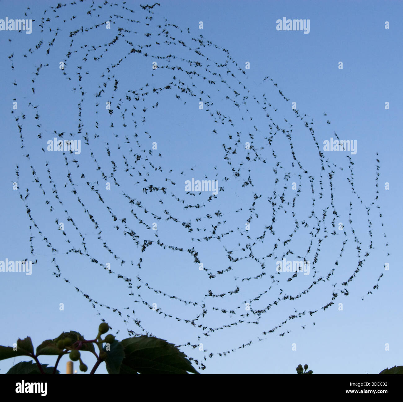 Fliegt Im Spinnennetz Stockfotos und -bilder Kaufen - Alamy