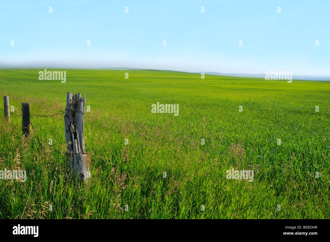 Eine Landschaft der grünen Wiese Stockfoto
