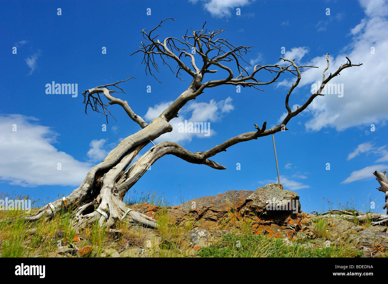 700 Jahre alten Baum Stockfoto