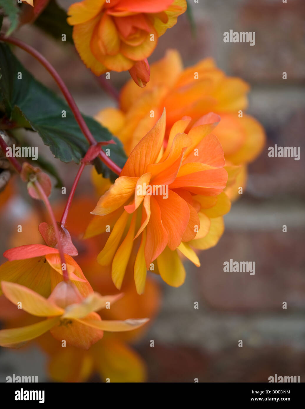 Begonie In einen hängenden Korb Stockfoto