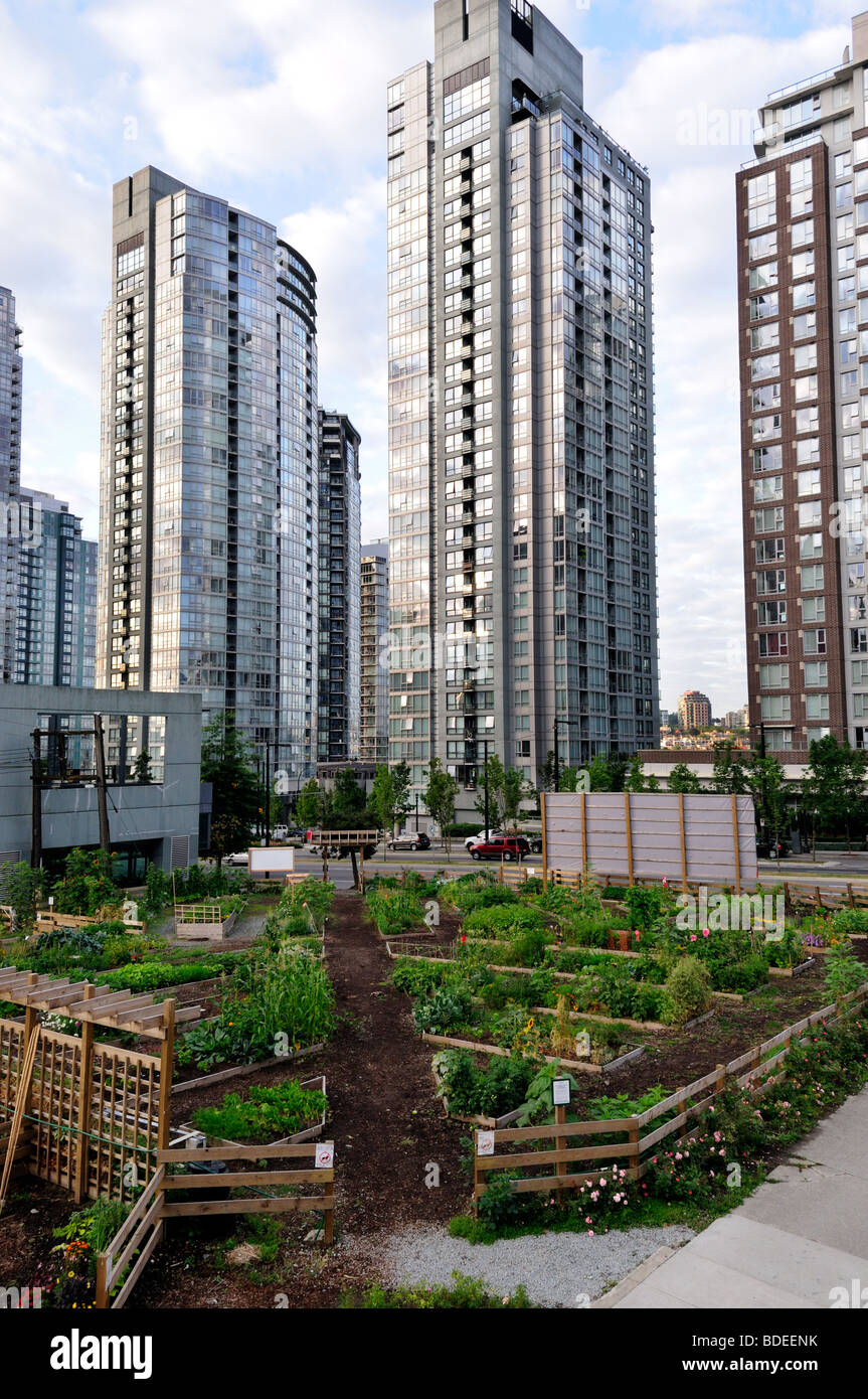 Zuteilung der Landwirtschaft in der Innenstadt von Vancouver Gemüseanbau in der Gemeinschaft Stockfoto