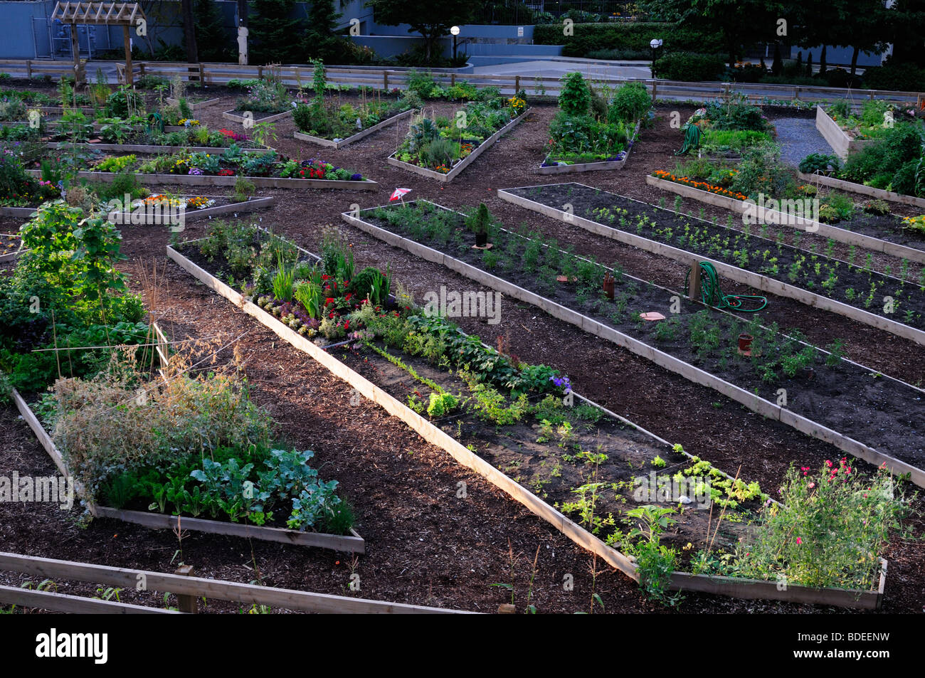 Kleingärten in der Innenstadt von Vancouver Gemüseanbau in der Gemeinschaft Stockfoto