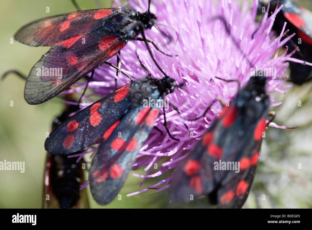 Bunten Insekten auf einer Distel Blume Stockfoto