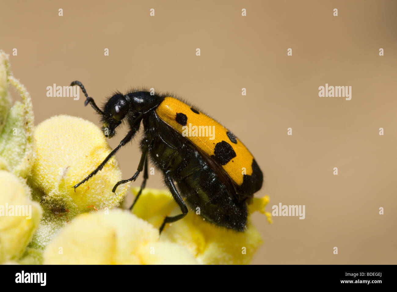 Öl oder Blister Beetle auf große Königskerze in Peloponnes Griechenland Stockfoto