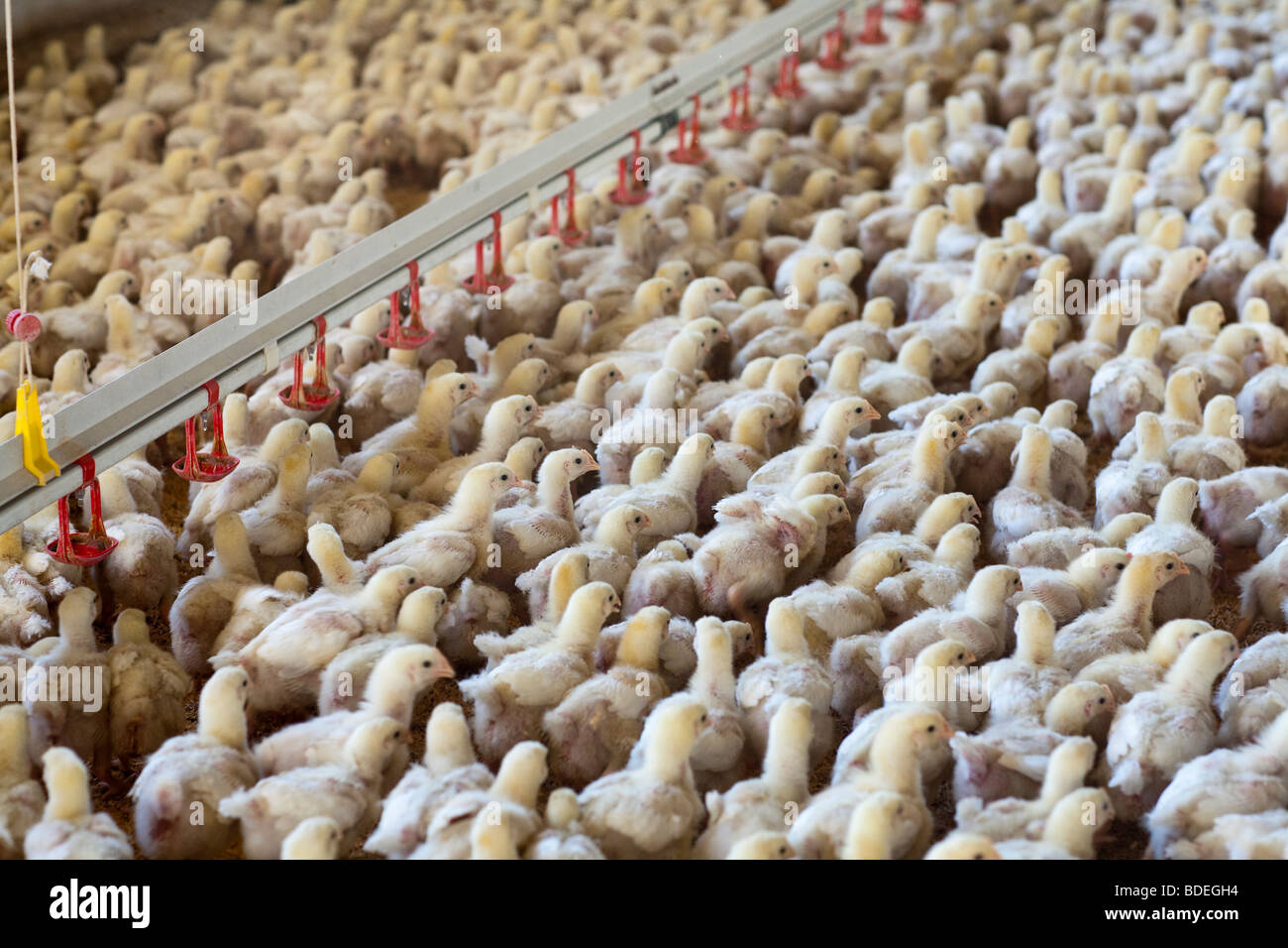 Hühnerfarm Stockfoto