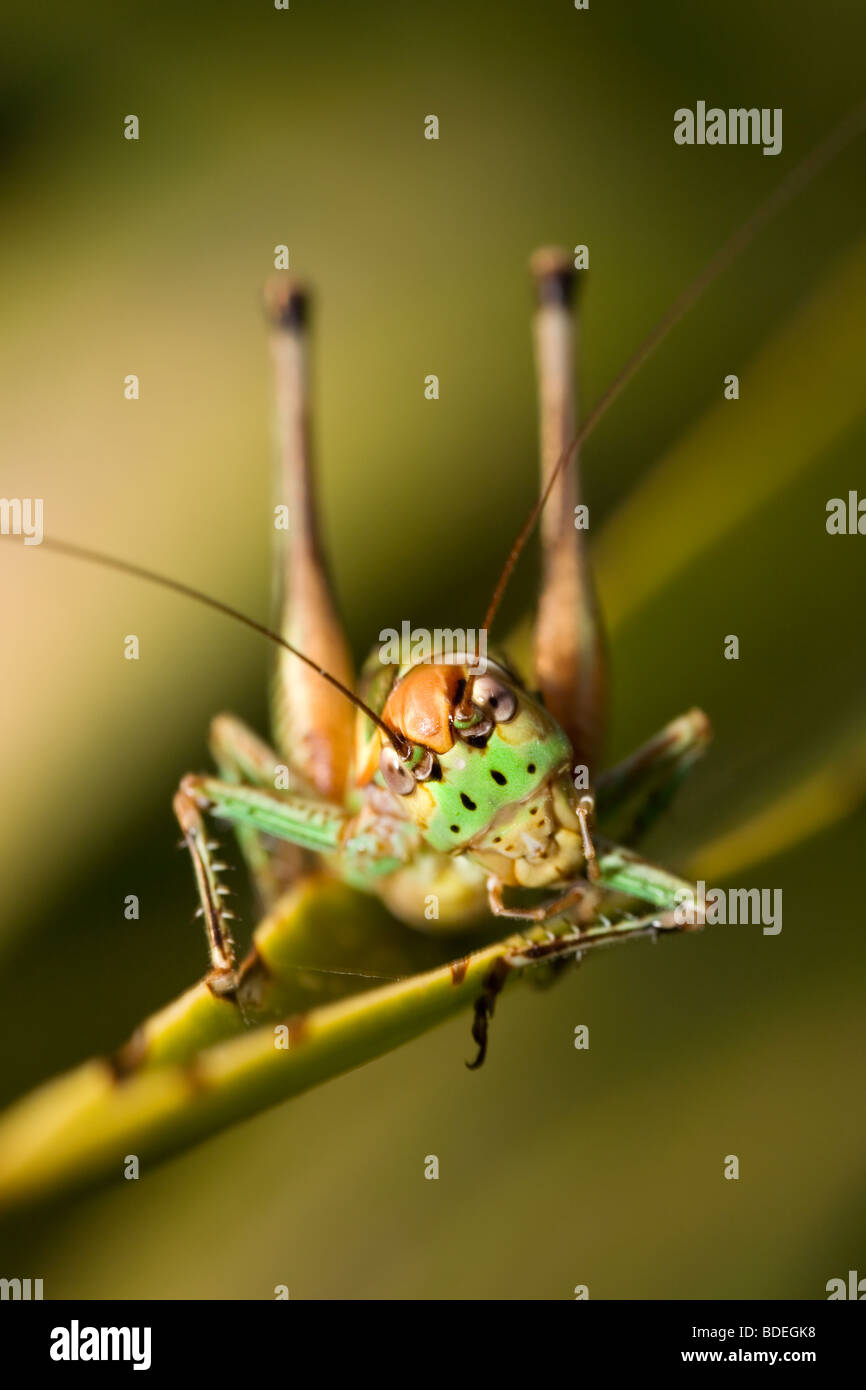 Rösel von Bush-Cricket Reinigung seine Beine Stockfoto