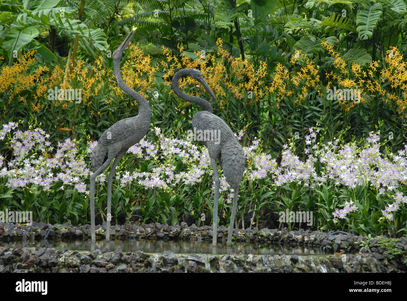 National Orchid Garden, Singapur Stockfoto