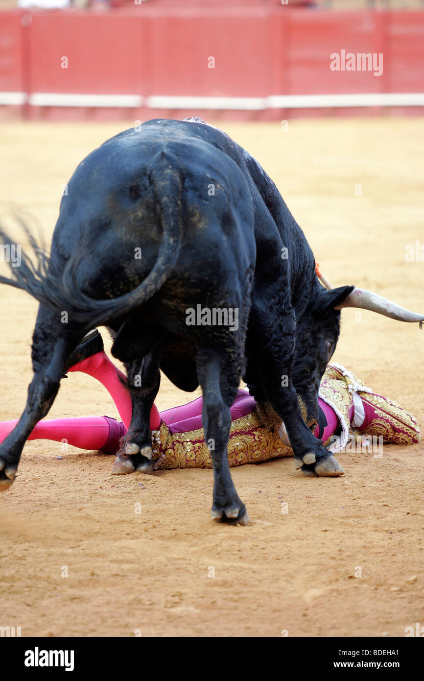 Der Stier, zerschlugen die spanischen Torero Aníbal Ruiz, wer nicht aufgespießt wurde. Stockfoto