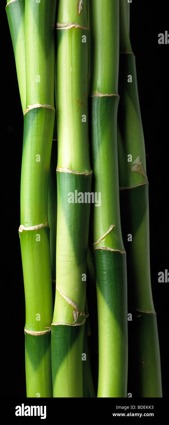 Bambus exemplar Fotos und Bildmaterial in hoher Auflösung Alamy