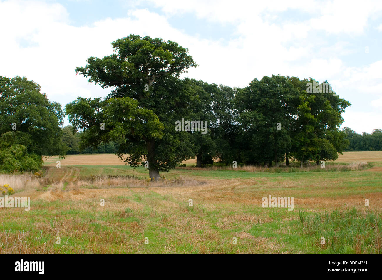 Eichen in einem Feld in West Sussex, UK Stockfoto