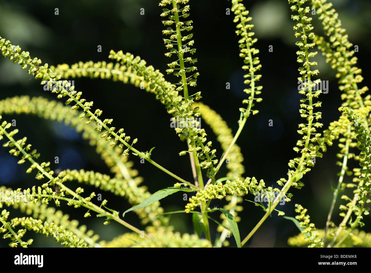 Blumen von Giant Ragweed (Ambrosia Trifida) Stockfoto