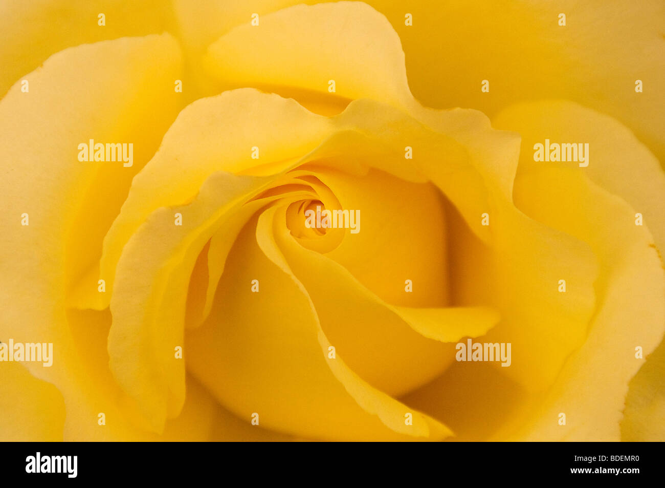 Gelbe Rose - Details der Blütenblätter Stockfoto