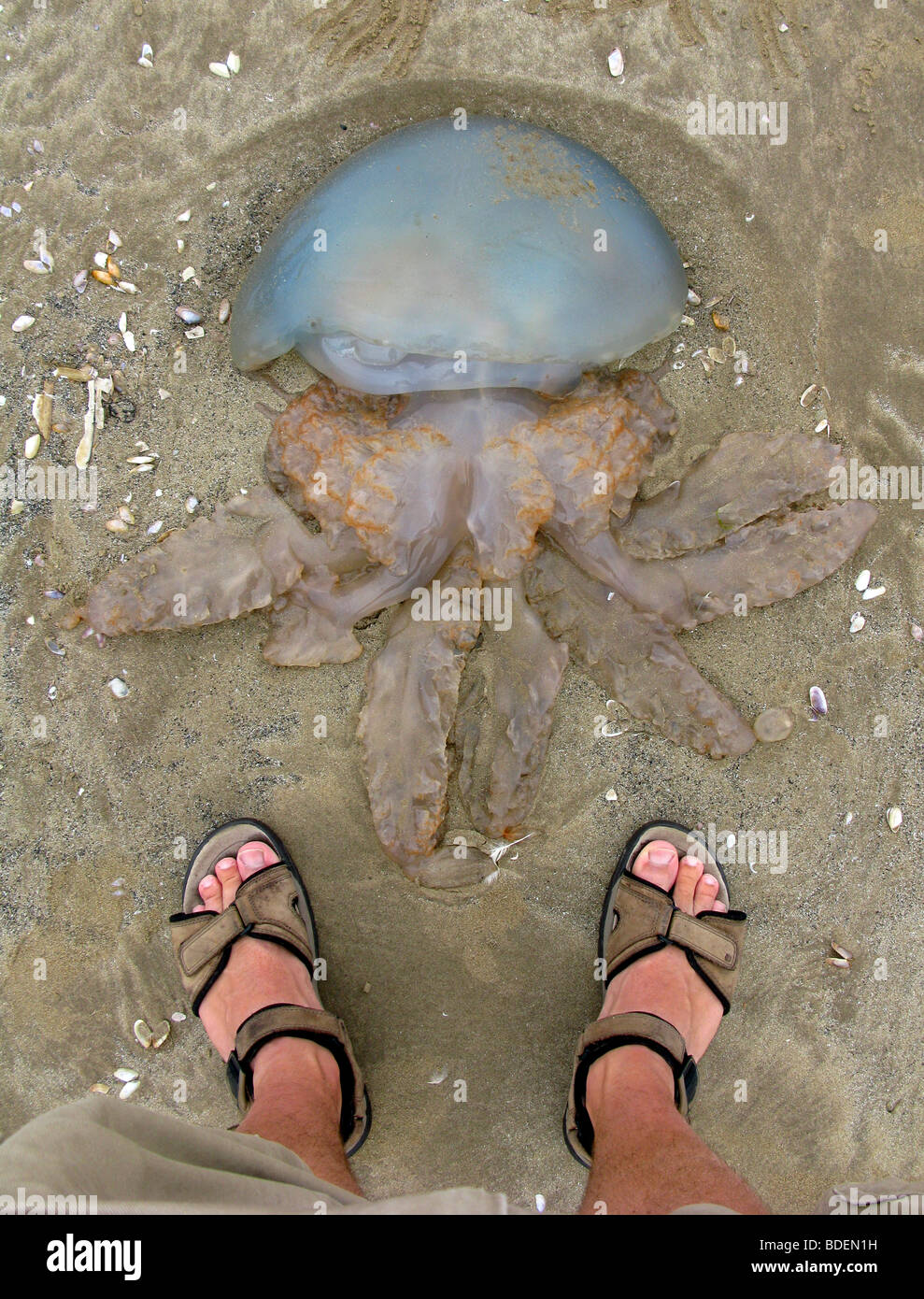 "Fass Quallen" an einen Strand gespült Stockfoto