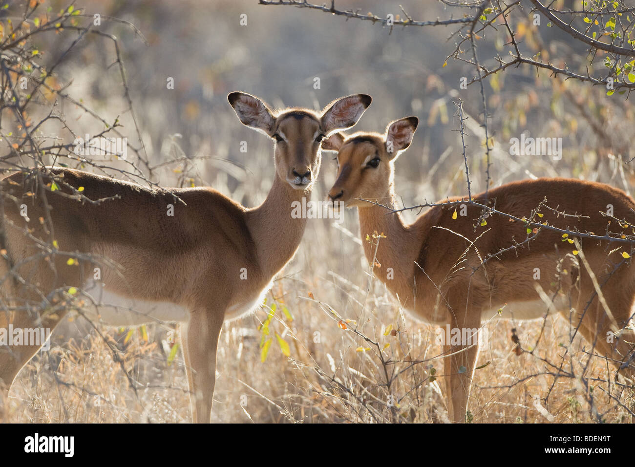 Impala Antilope Hintergrundbeleuchtung, Kruger Park. Stockfoto