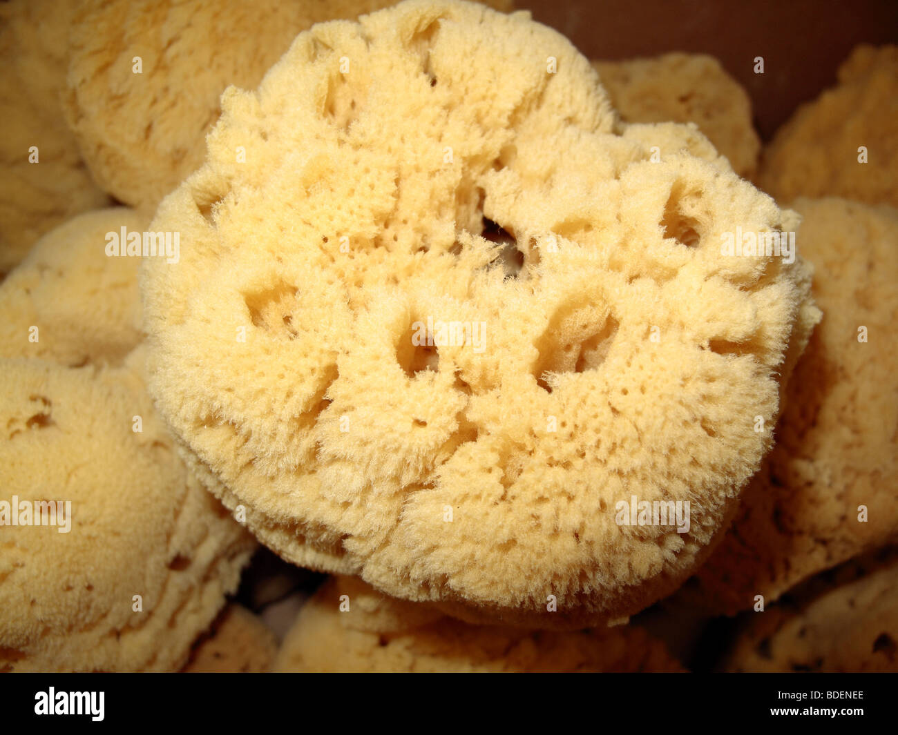 a natural commercial sea sponge for sale in a market Stockfoto