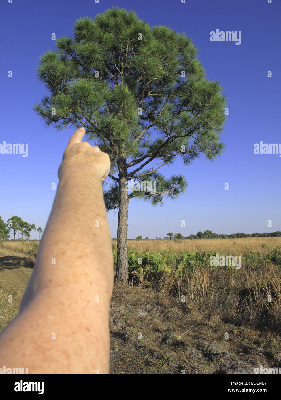 Arm und Finger zeigt auf einer Tanne in Florida in den usa Stockfoto