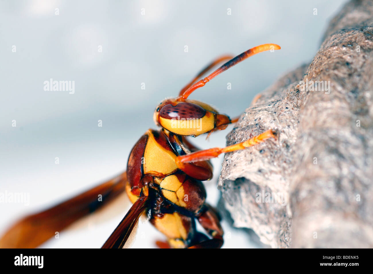 ein Papier-Wasp arbeitet an einem Nest oder Bienenstock Stockfoto