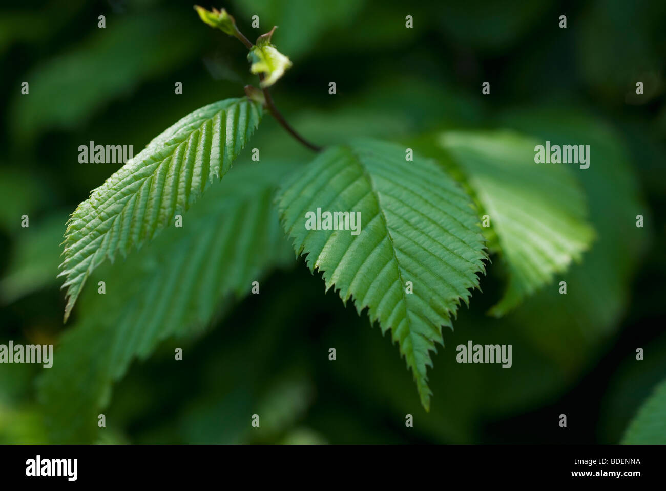 Hainbuchen blatt Fotos und Bildmaterial in hoher Auflösung Alamy