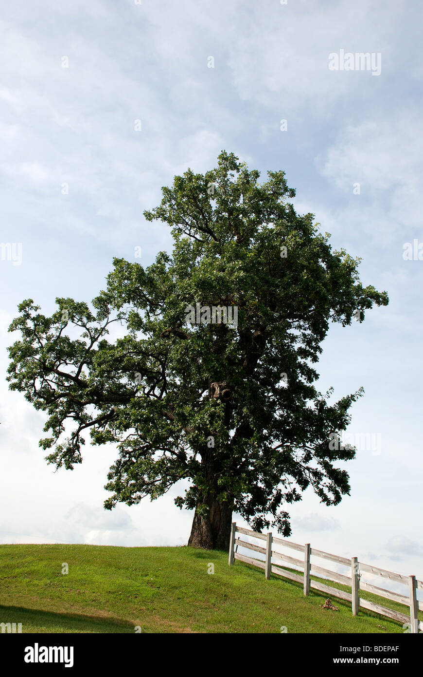 Alte Eiche mit weißen Lattenzaun in Amana, Iowa Stockfoto