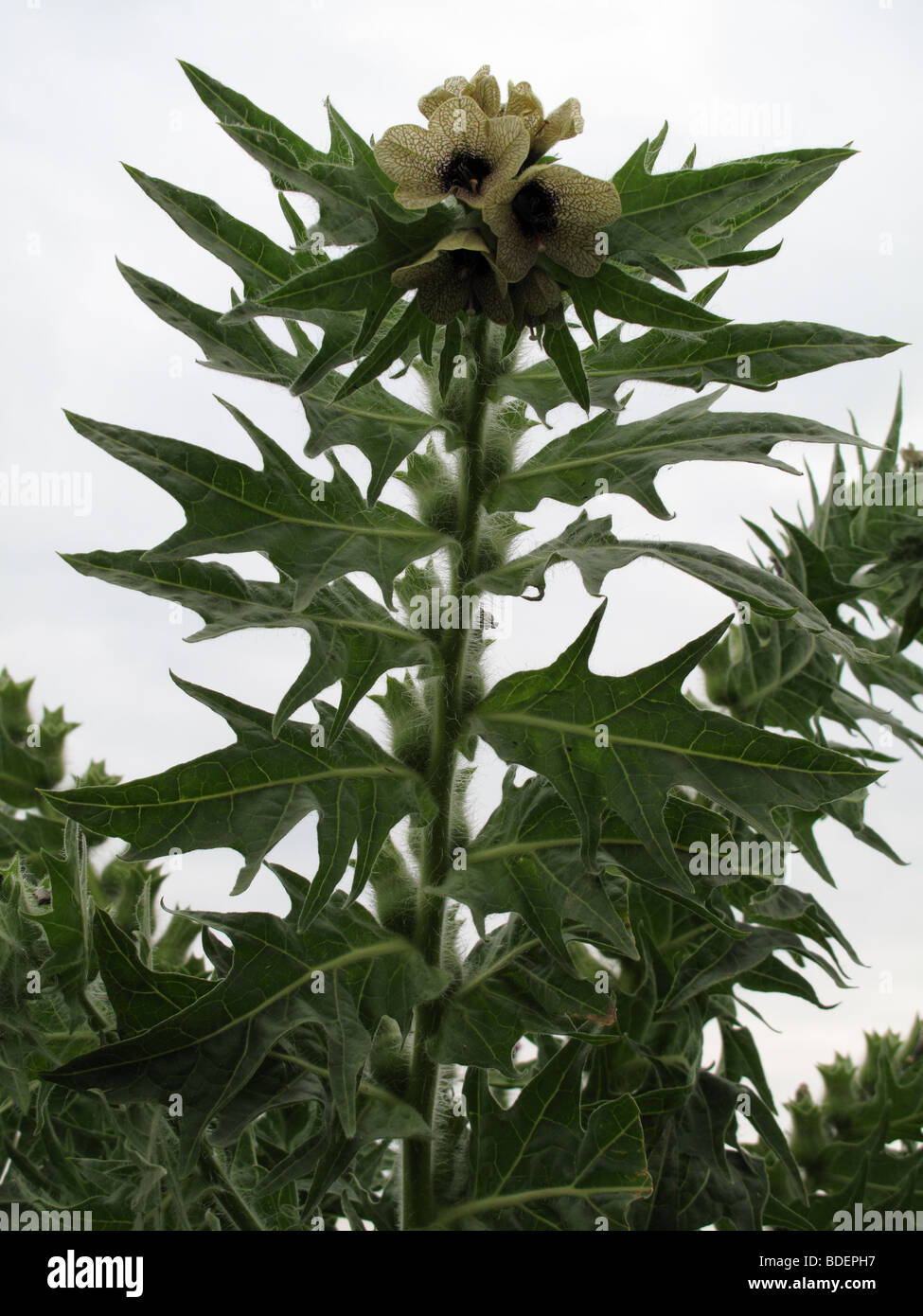 Anlage von Bilsenkraut (Hyoscyamus Niger) Stockfoto