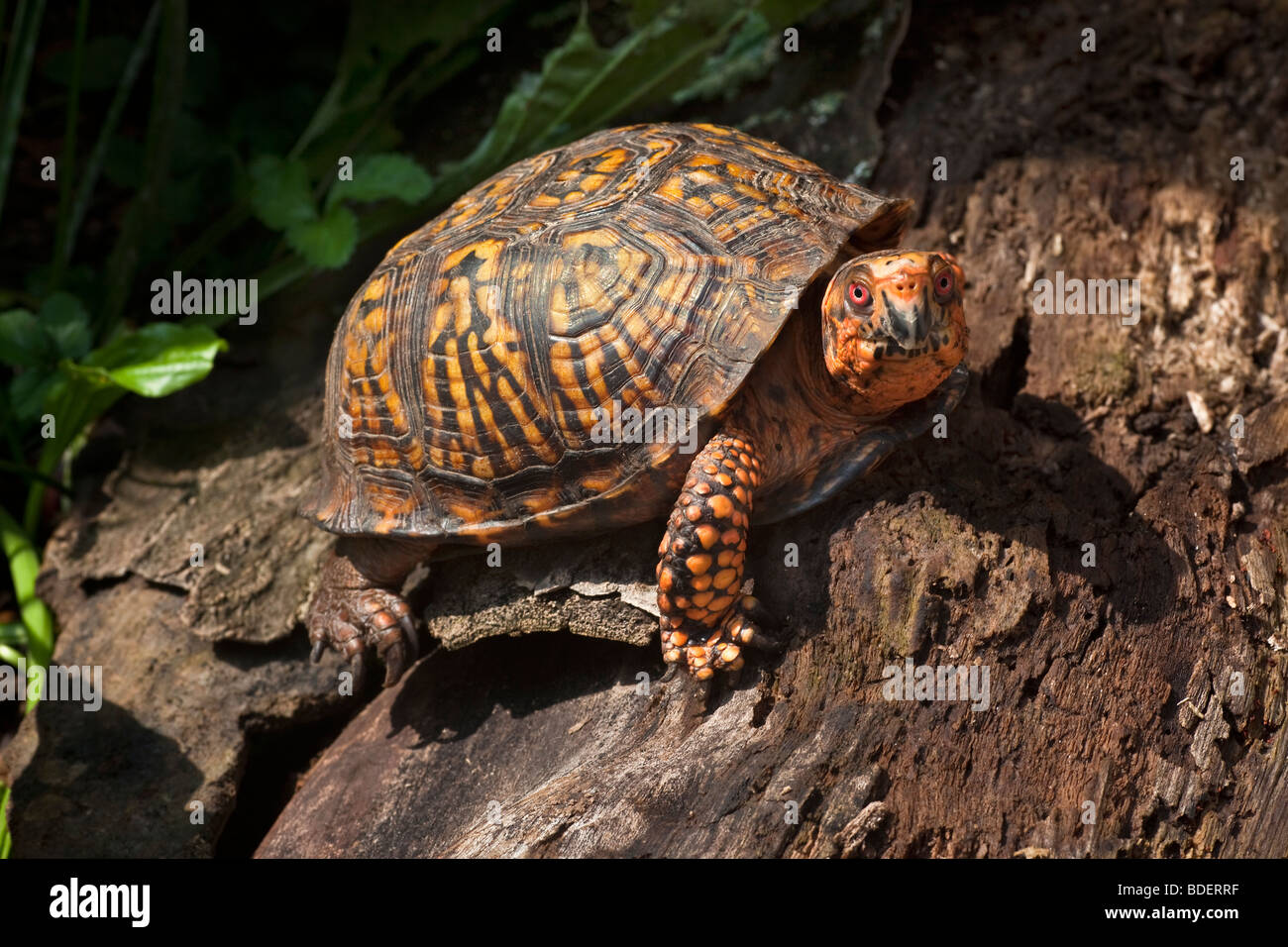 Östliche Kasten-Schildkröte, Terrapene Carolina carolina Stockfoto