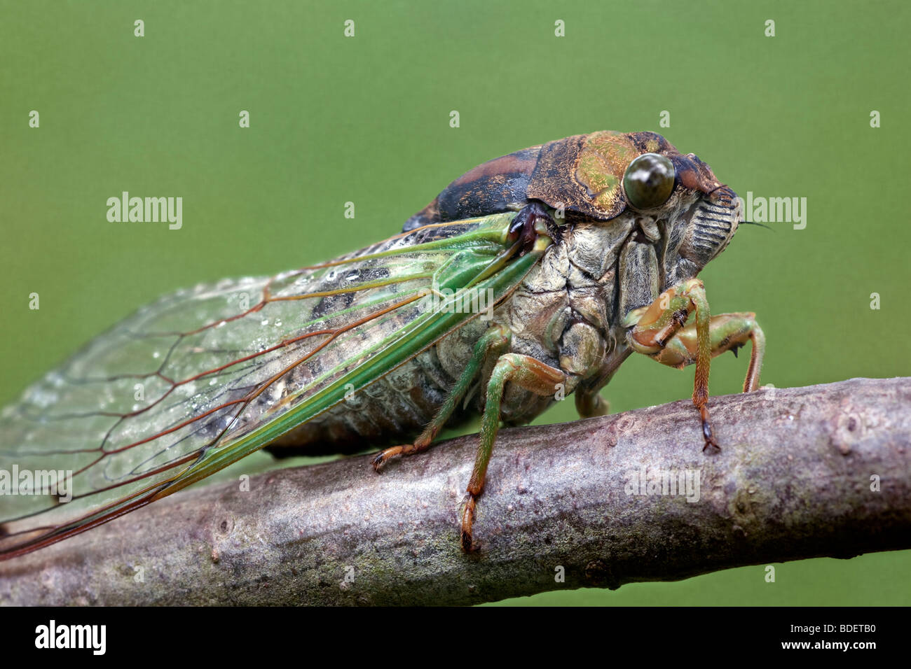 Neu entstanden Cicada - Tibicen linnei Stockfoto