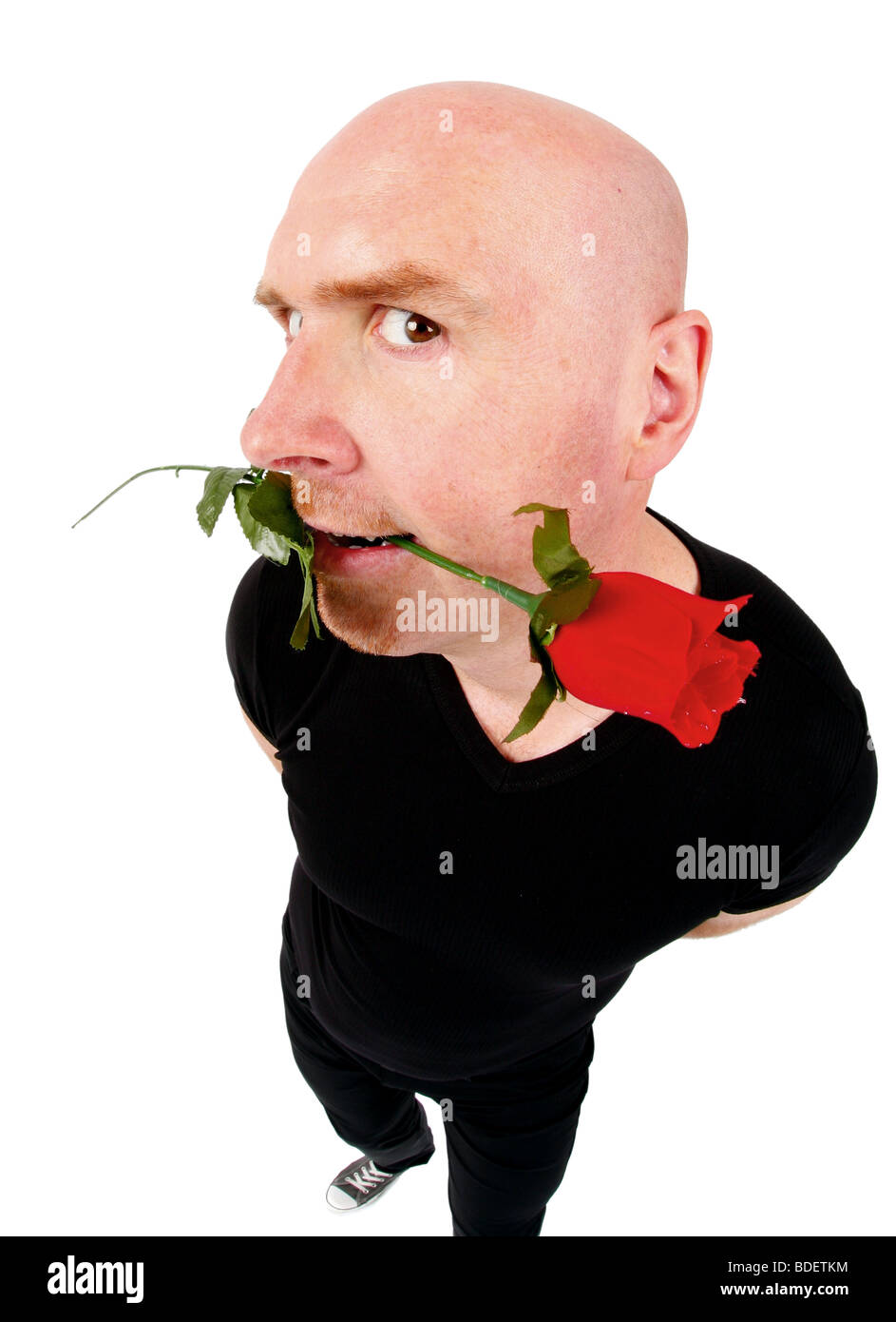 kahl leitete Mann mit roten Rose im Mund Stockfoto