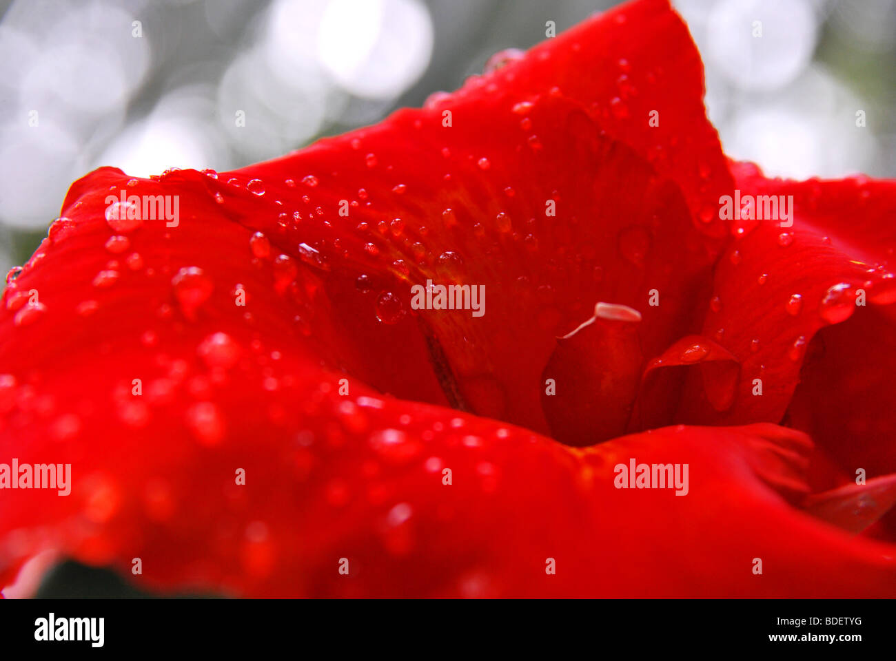 Regentropfen, ein Bild der Natur Farbkontrast. eine frische rote Blume mit Tropfen symbolisiert Energie und Jugendlichkeit. Stockfoto