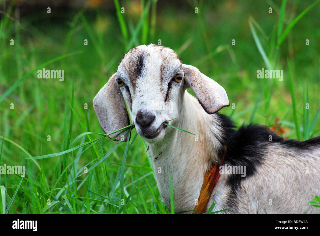 FÜTTERUNG ZIEGE. Wie Dörfer, Städte, transformiert werden, handelt es sich um eine fehlende Szene in Kerala. ein nostalgisches Bild. Stockfoto