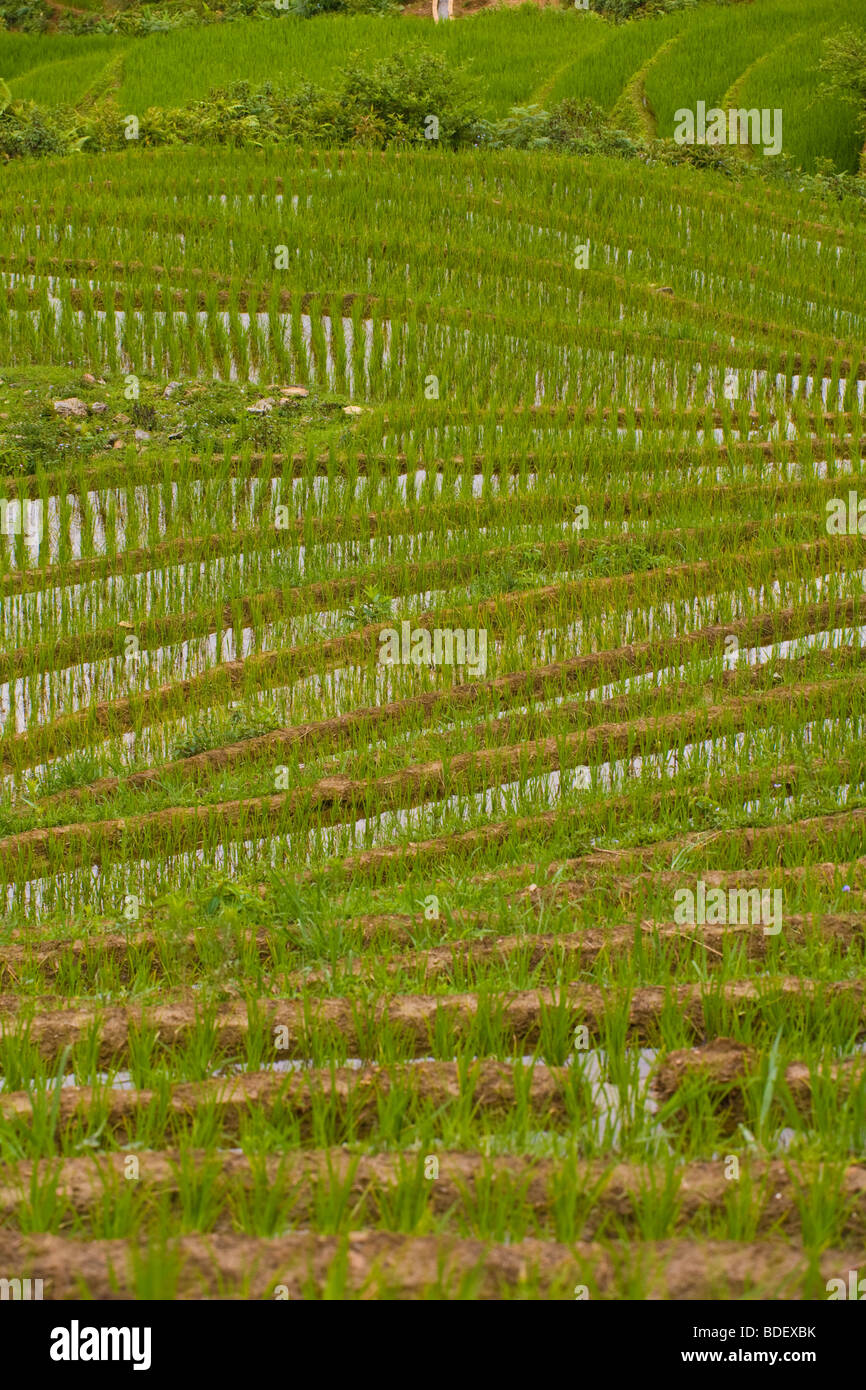 Geschwungenen grünen Reisfeldern auf einem Hügel von Sa Pa, Vietnam Stockfoto