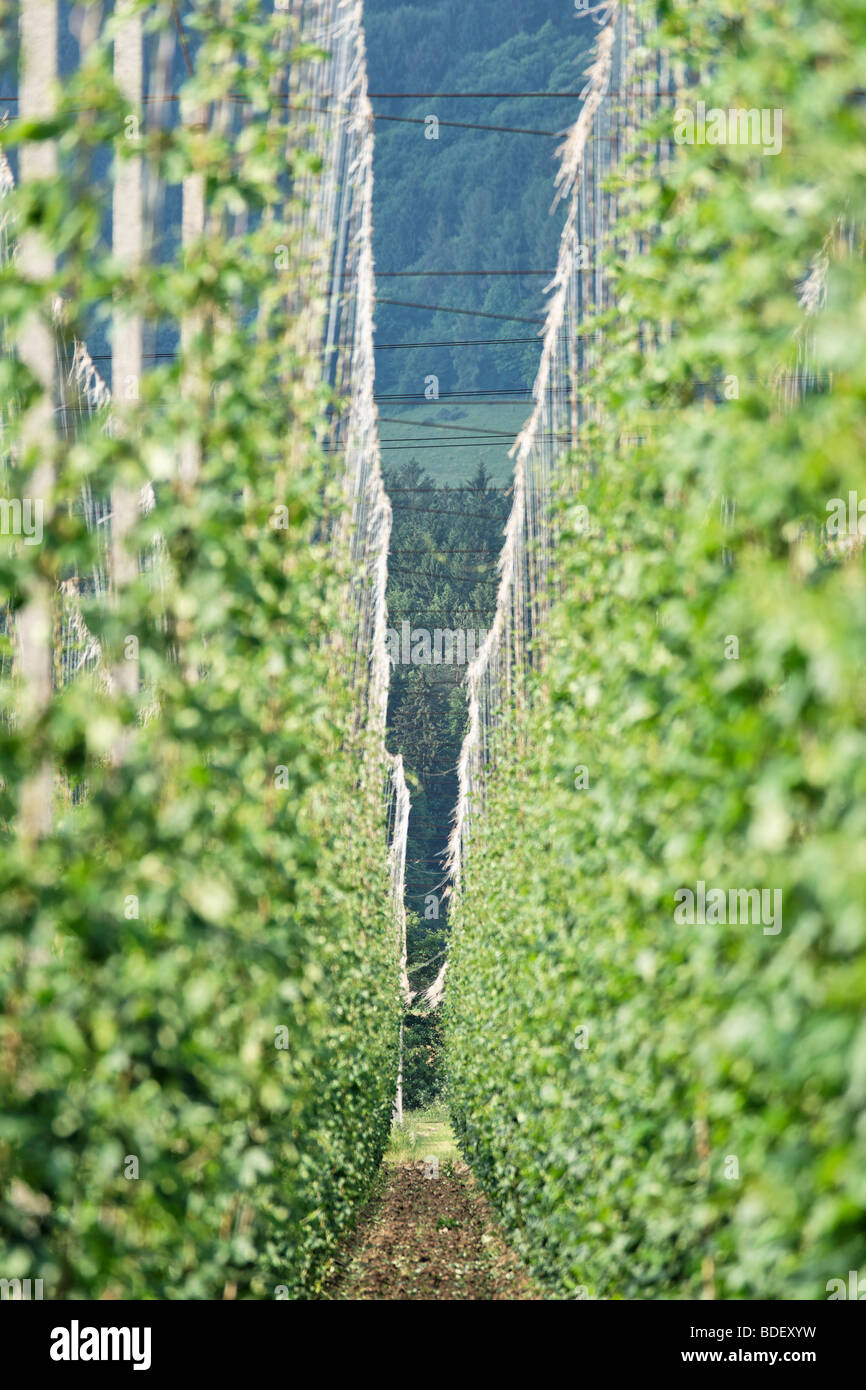 Hop Felder. Celje, Steiermark, Slowenien. Stockfoto