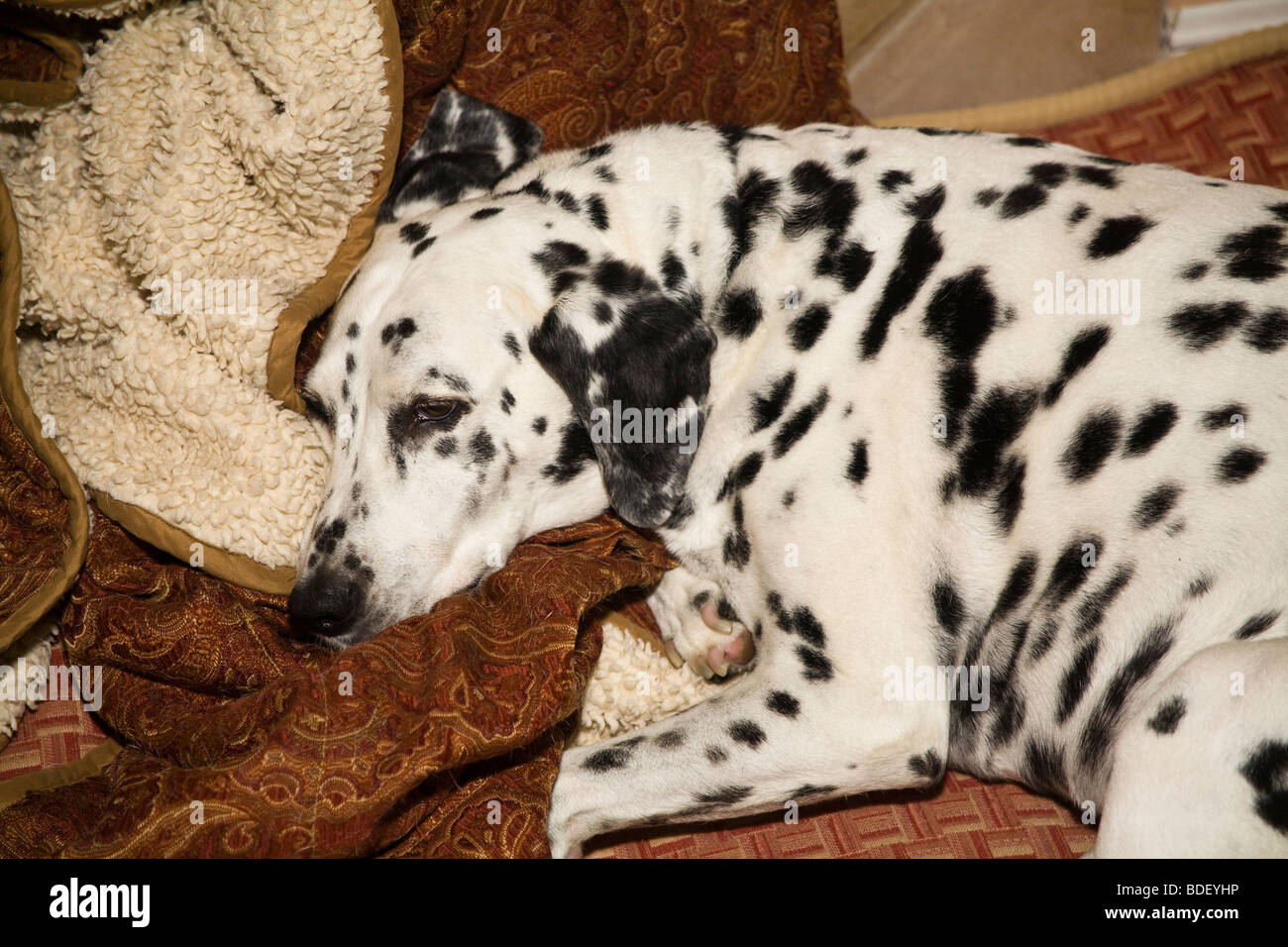 Dalmatiner Hund schläft Napping auf Kissen im Haus. nach oben Blick über HERR Stockfoto