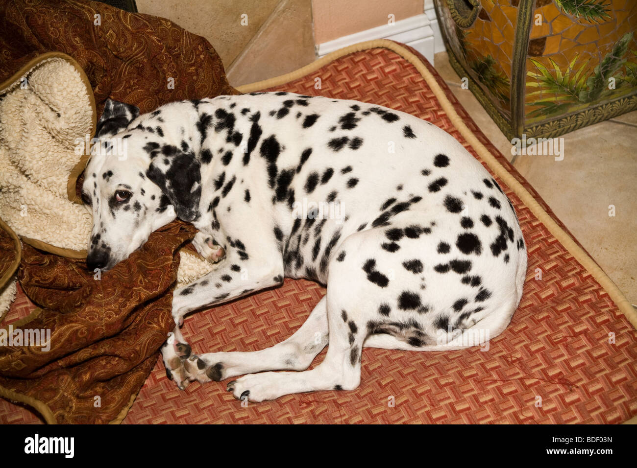 Dalmatiner Hund schläft ein Nickerchen auf dem Bett Kissen in Home nach oben Blick über HERR Stockfoto