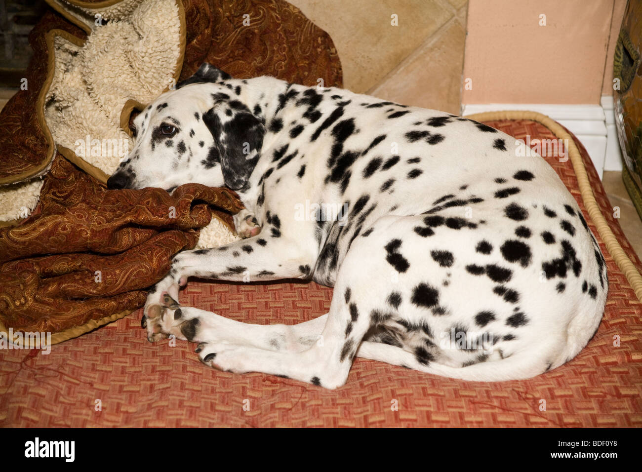 Dalmatiner Hund schläft Napping auf Kissen im Haus. nach oben Blick über HERR Stockfoto