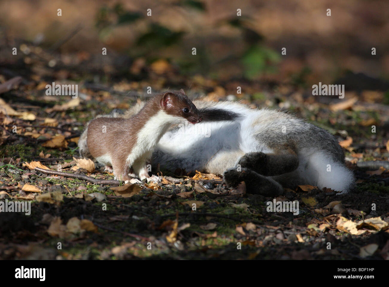 Hermelin mit Kaninchen Stockfoto