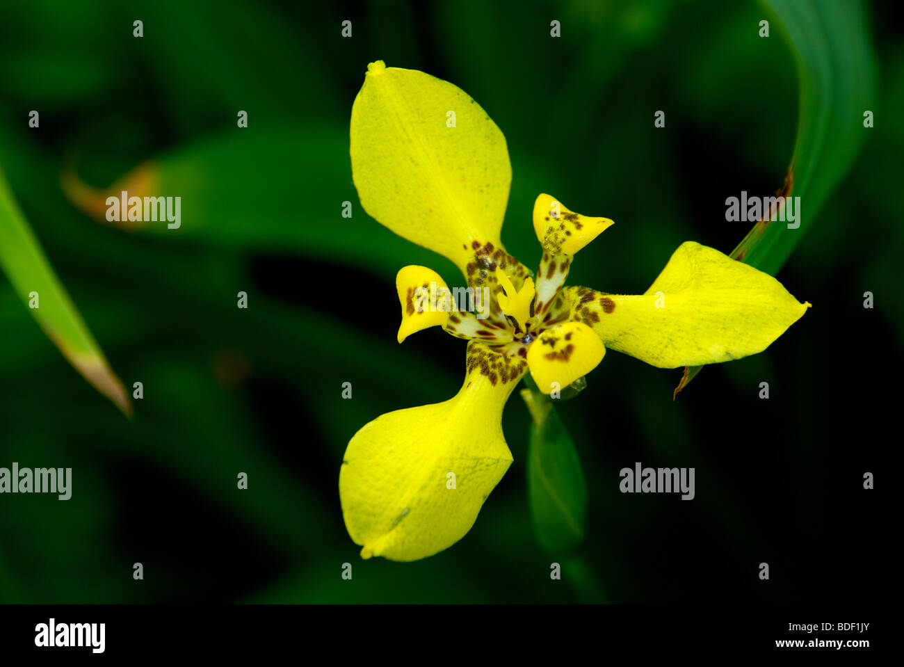 Tri-Blade gelbe Blume Stockfoto