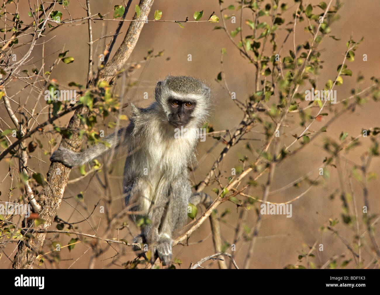 Vervet Affe im Baum betrachten Besucher mit viel Interesse, Kruger Park. Stockfoto