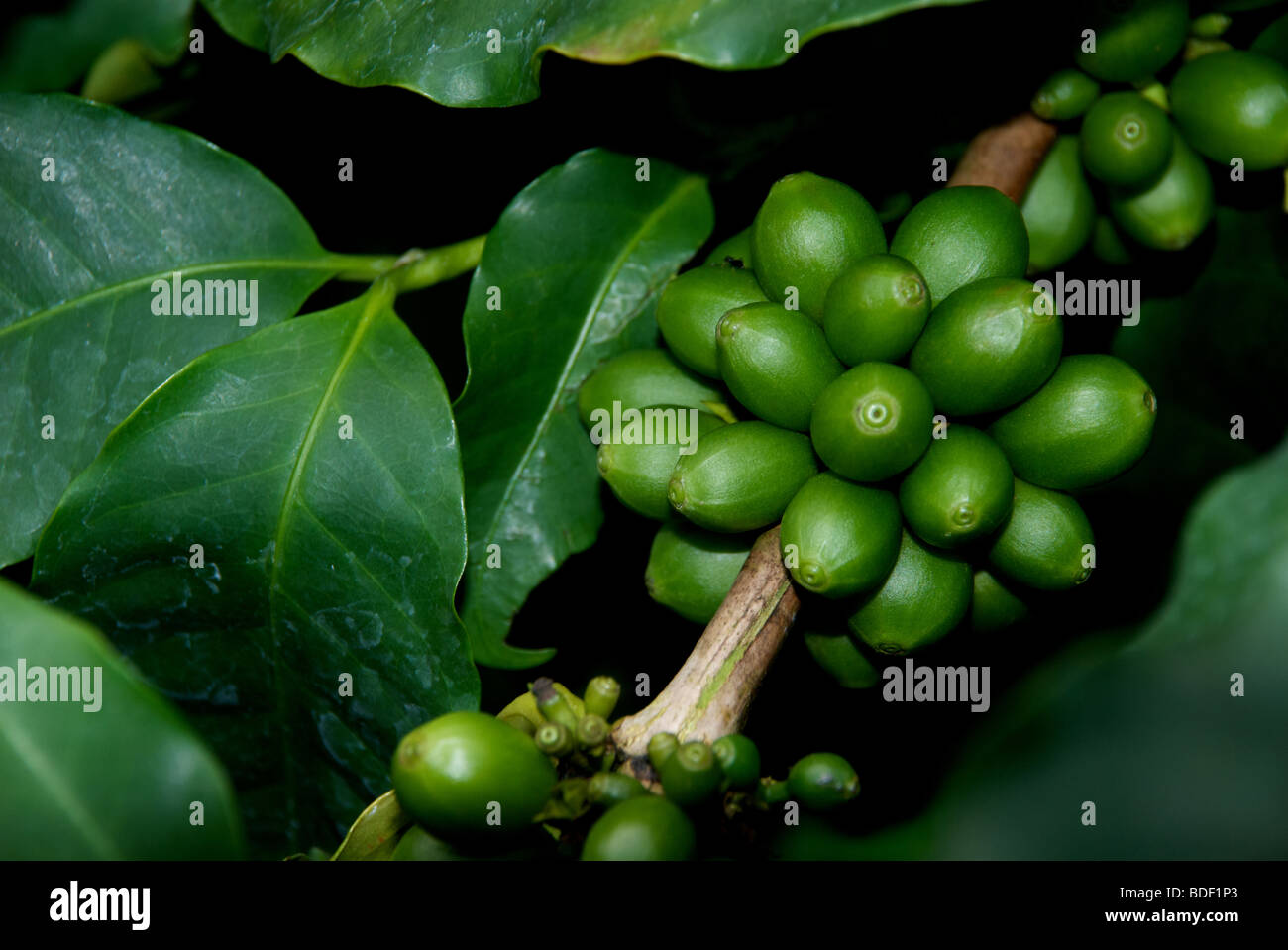 Kaffeebeeren auf bush Stockfoto