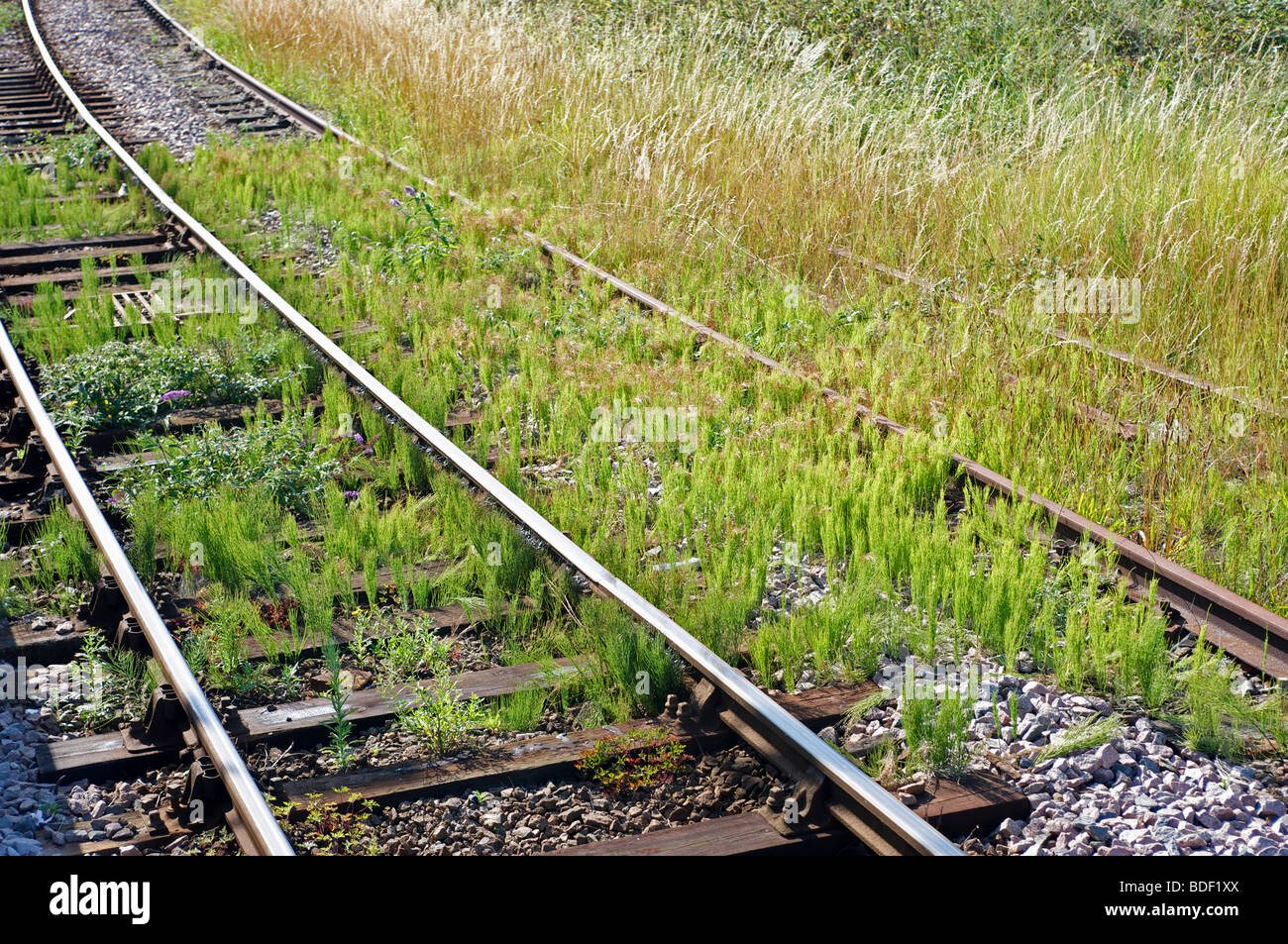 Überwachsenen Schienen, Bestandteil der Manningtree nach Harwich Linie, Dovercourt, Essex, UK. Stockfoto