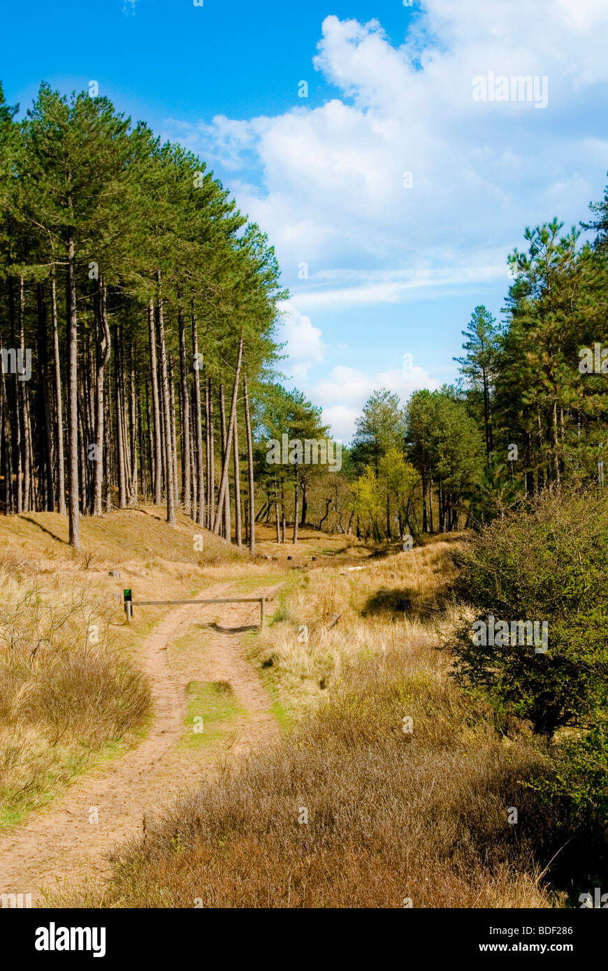 Küstennahen Pinienwälder in Fornby, Lancashire Stockfoto