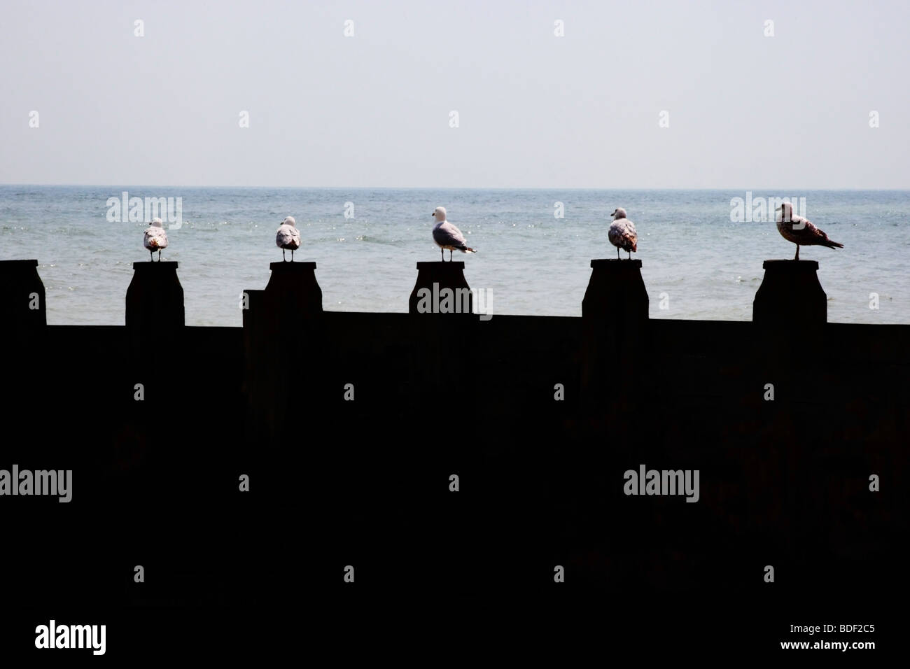 Möwen thront auf einer Buhne, Blick auf das Meer in Brighton. Stockfoto