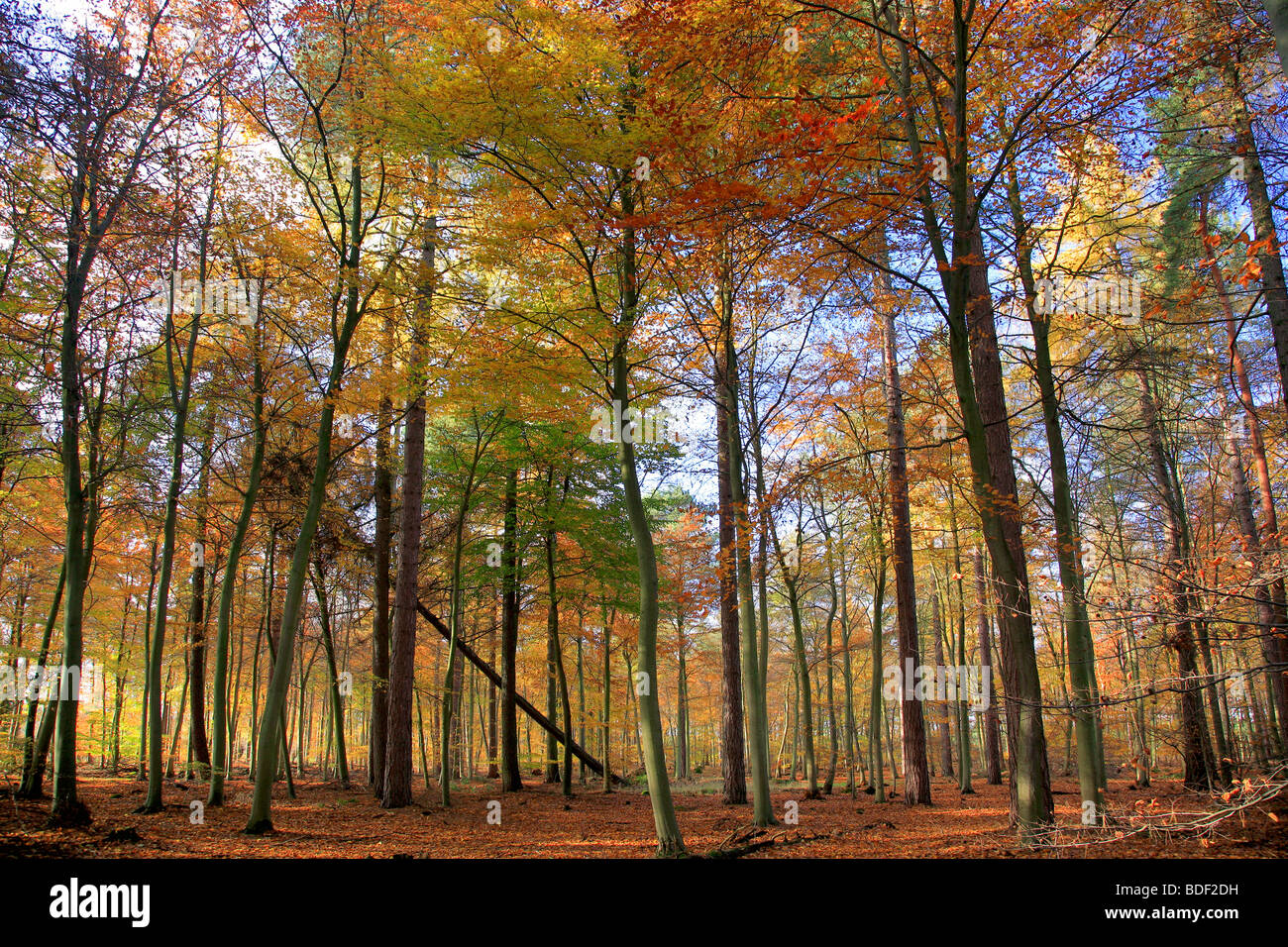 Herbstliche Bäume Blätter englischen Wald Forstwirtschaft Kommission New Forest Hampshire County England UK Stockfoto